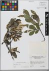 Foto von Salix glabra Scop.